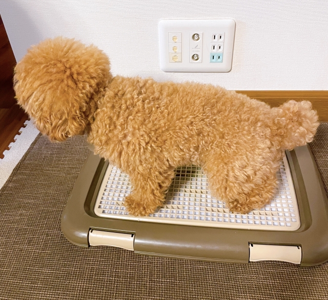 �g�C�����̌�