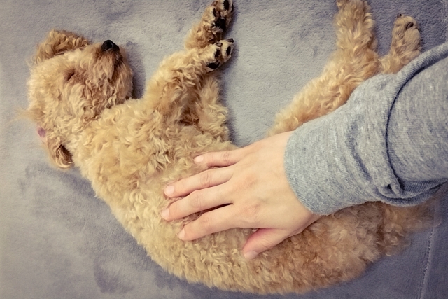 �}�b�T�[�W����錢