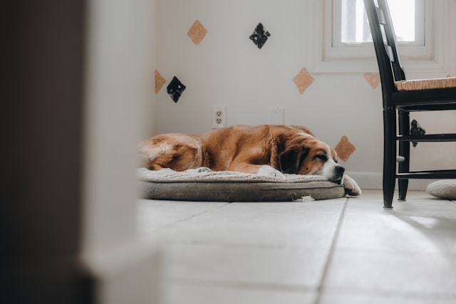 �x�b�h�ŐQ�錢